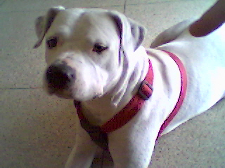 mon chien