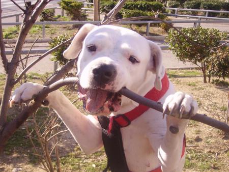 mon chien qui samuse avec un baton !!
